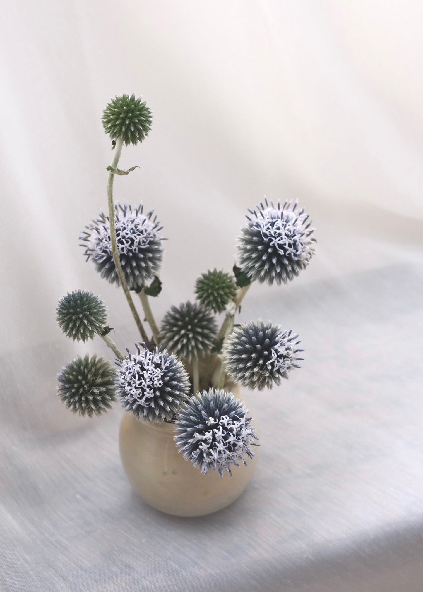 Arrangement of spherical echinop flowers in a beige bud vase on a sheer white background