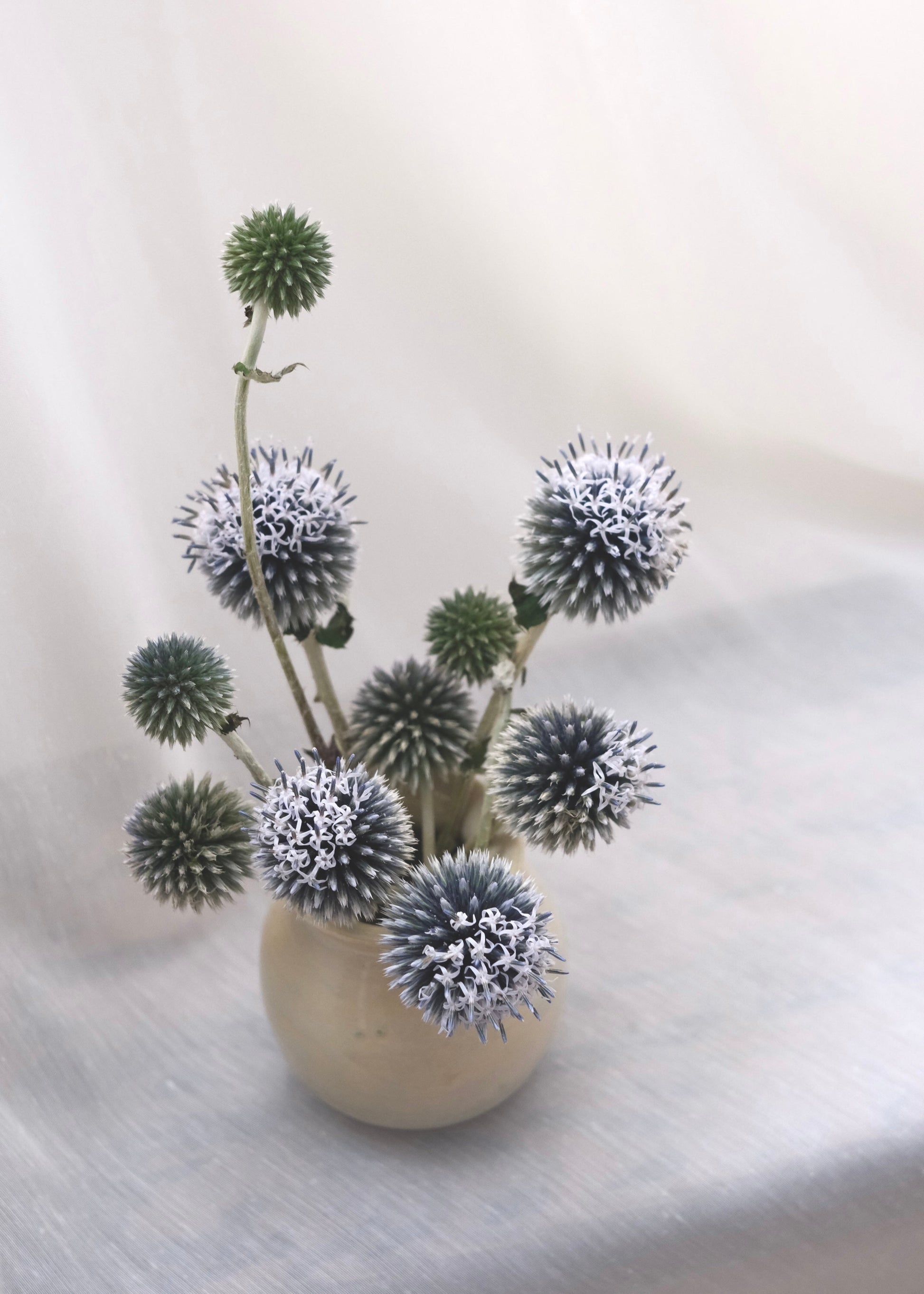 Arrangement of spherical echinop flowers in a beige bud vase on a sheer white background